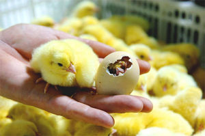 Инкубация яиц — идея для малого бизнеса