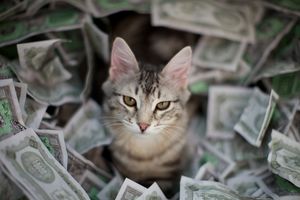 Женщина оставила своим котам $300 000 в наследство