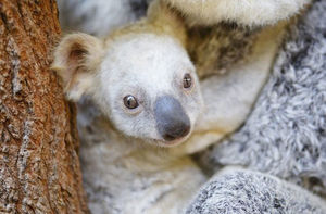 В австралийском зоопарке родилась коала с белой шерстью