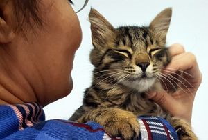 В Туркмении открылся первый приют для кошек и собак