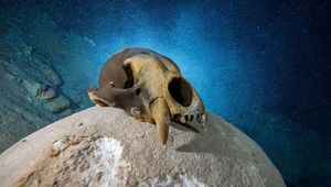 Пещера тысячи лет хранила останки невероятных животных