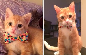 10+ фото подросших кошек «до и после»!