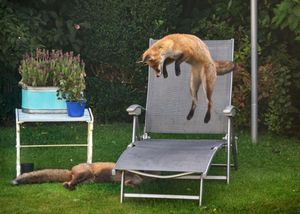 Шотландец заснял веселых лисичек, играющих в его саду