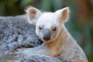 В австралийском зоопарке родился детеныш коалы редкого белого окраса