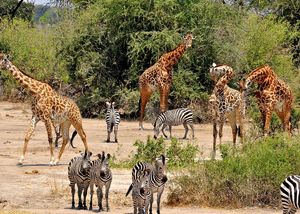 Уникальный животный мир Западной Африки
