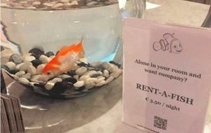 Бельгийский отель предлагает арендовать рыбку в аквариуме, чтобы развеять скуку