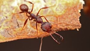 Учёные открыли новый механизм работы муравьиных челюстей