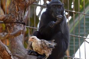 В израильском зоопарке одинокая обезьяна «усыновила» цыпленка