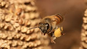 Пчёлы становятся королевами ульев благодаря растениям