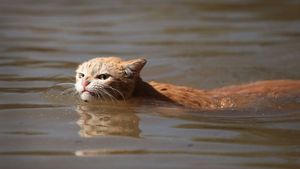 Плывущая от урагана «Харви» кошка взволновала пользователей интернета