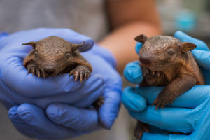 В Смитсоновском зоопарке впервые родились детеныши длинноволосого броненосца