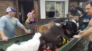 Незнакомые люди объединились, чтобы спасти 21 собаку от наводнения.