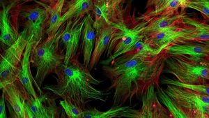 Учёные научились превращать клетки в стволовые с помощью антител