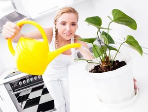 Как подобрать растения для кухни