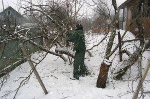 Когда лучше делать обрезку плодовых деревьев – проведение работ + Видео