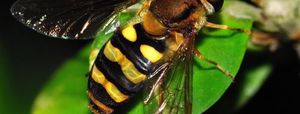 25 самых раздражающих и противных насекомых в мире