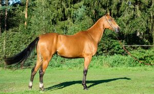 Ахалтекинская лошадь, или ахалтекинец