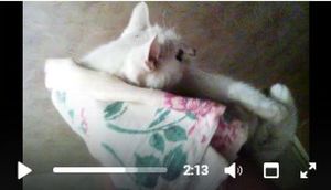 В Челябинской области спасли кошку, которая неделю сидела в вентиляционной трубе