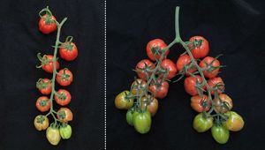 Редактирование генов помогло получить высокоурожайный сорт томатов