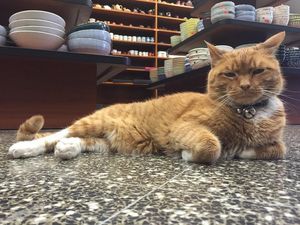Кот, который провел 9 лет в магазине без выходных.