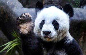 «Bye bye Basi»: старейшая панда на планете умирает в 37 лет в Китае
