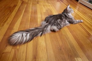 У кота из Мичигана самый длинный хвост в мире