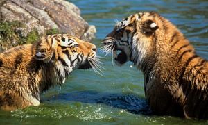 В Казахстан вернут тигров спустя 70 лет после их полного исчезновения