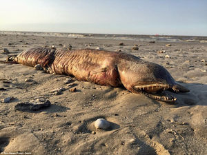 Ураган «Харви» выбросил на пляж Техас-Сити угреобразное, безглазое и зубастое существо