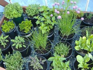 9 целебных трав, которые можно легко выращивать дома
