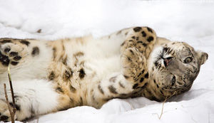 Радость зоозащитников всего мира: Снежный барс (ирбис) больше не является вымирающим видом.
