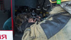 Пострадавшие при пожаре эрмитажные коты идут на поправку