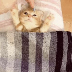 Видео котенка, готовящегося ко сну, развеет все тревоги и согреет вашу душу!