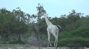 Белые жирафы впервые сняты на видео в кенийском заповеднике