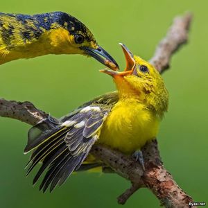 Потрясающие снимки птиц Джонсона Чуа