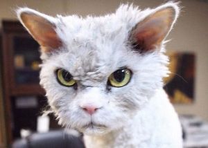 Альберт — самый злой кот интернета?