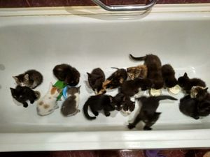 В Екатеринбурге парень нашел на улице коробку полную котят и взял их всех к себе