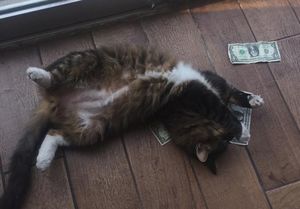 Офисный кот так любит деньги, что крадет их у незнакомцев.