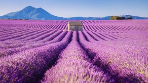 Красота лавандовых полей Франции в фотографиях