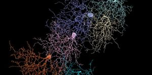 Нейробиологи обнаружили в мозге оптический волновод