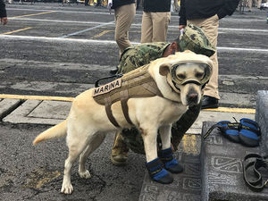 Храбрая собака спасает людей, которые пострадали от землетрясения.