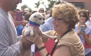 Организация Tracy’s Dogs спасает обреченных на смерть собак из приютов!