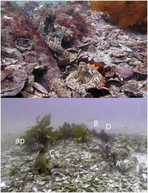 У побережья Австралии случайно обнаружили «город» осьминогов