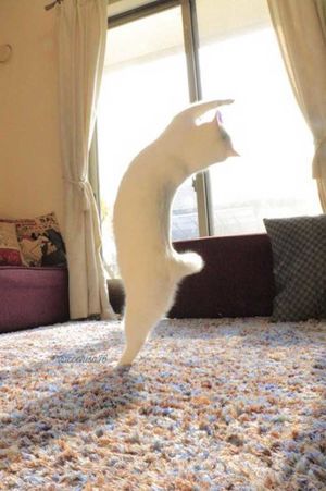 Этот белый котик танцует балет лучше людей
