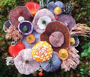 Потрясающие «букеты» из пестрых грибов