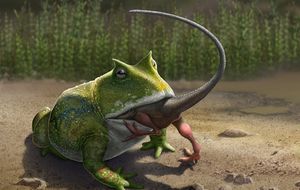Древняя гигантская «дьявольская» лягушка могла охотиться за мелкими динозаврами