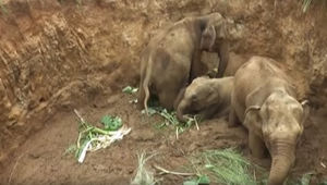 В Шри-Ланке спасли четырех слонов, упавших в яму