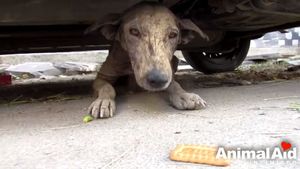 Собака с тяжелой болезнью была спасена!