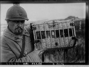 Роль военных голубей в Первой мировой войне