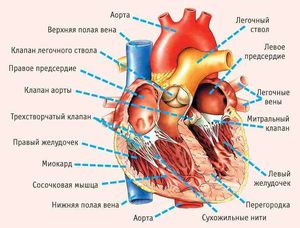 Симптомы, указывающие на серьезные проблемы с сердцем!