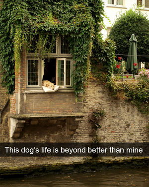 Милые и избалованные собачки, которые живут лучше, чем вы (30 фото)